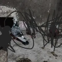 کفتر