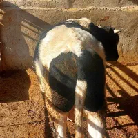 گوساله نر|حیوانات مزرعه|کرج, محمود آباد|دیوار