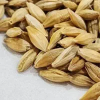 جو بذری درجه یک