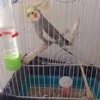 عروس هلندی سخنگو نر با وسایل