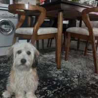 واگذار حیوان خانگی|سگ|فردیس, فردیس|دیوار