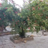 باغ-باموقعیت-تجاری-وصنعتی