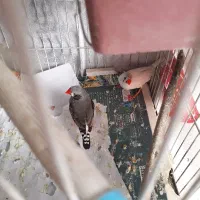 یک جفت فنچ مولد|پرنده|قزوین, |دیوار