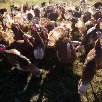 بوربون قلی سور محلی