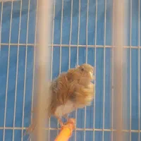 ۶ تا قناری|پرنده|مشهد, شهرک مهر آباد|دیوار