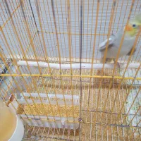 عروس هلندی|پرنده|شوشتر, |دیوار