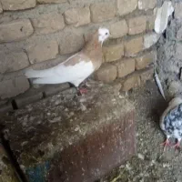 کبوتر جفتگاه