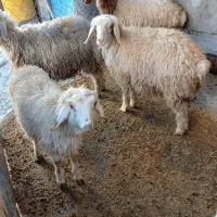 گوسفند پرواری|حیوانات مزرعه|ایوان, |دیوار