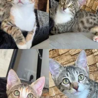 واگذاری بچه‌ گربه آروم‌‌ و دستی