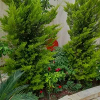 خدمات باغبانی وفضای سبز در تهران وحومه|خدمات باغبانی و درختکاری|تهران, پاسداران|دیوار