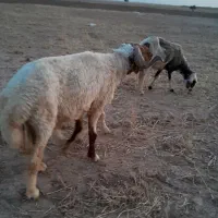 گوسفند قوچ