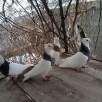 فروش ۱۱ عدد طوقی سوسی