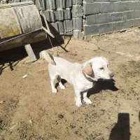 سگ دستی باهوش