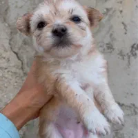 شیتزو|سگ|قشم, |دیوار