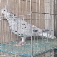 سرور دم سفید ماده|پرنده|شیراز, شهرک کوشکک|دیوار