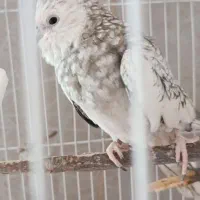 جفت عروس هلندی|پرنده|مریوان, |دیوار