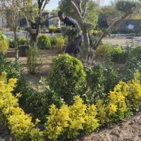 هرس و باغبانی