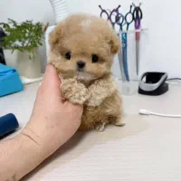 پودل کراس عروسکی|سگ|تهران, جنت‌آباد مرکزی|دیوار