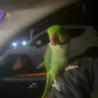 فروش شاه طوطی