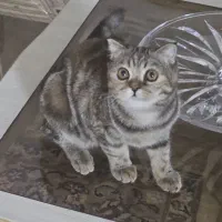 اسکاتیش انفولد ۳ماهه