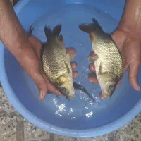 بچّه ماهی کپور و آمور و غیره..