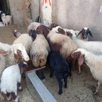 گوسفند و بره|حیوانات مزرعه|ثلاث باباجانی, |دیوار