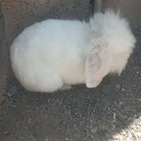 خرگوش لوپ