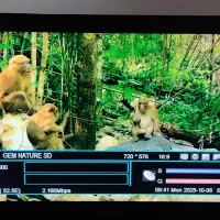 نصب نصاب تنظیم آنتن صدرا گلستان حافظ بهشتی آرین|خدمات پیشه و مهارت|صدرا-فارس, فاز ۱|دیوار