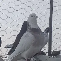 کبوتر بلند پرواز|پرنده|قرچک, مهدیه|دیوار