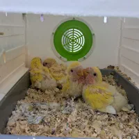 طوطی برزیلی|پرنده|سنندج, |دیوار