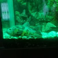 اکواریوم|ماهی|فردوسیه, |دیوار