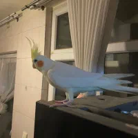 عروس هلندی سخنگو|پرنده|فردیس, شهرک ناز|دیوار