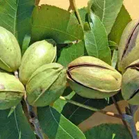 نهال فروشی|حراج|کدکن, |دیوار