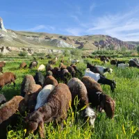 گوسفند بز  نر و ماده