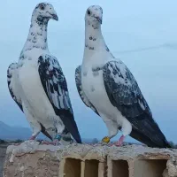 جفت بزک نرماده فی6تمن