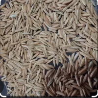 جو سرارود بذری