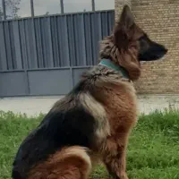 سگ ژرمن شپرداصل