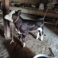 گوساله سمینتال نر چهل روزه