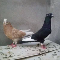 کبوتر شازده زاغ