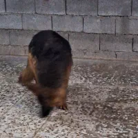 فروش ژرمن|سگ|شیراز, زرهی|دیوار