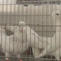 5  طوق طوقی الماسی هفترنگ  نر|پرنده|شاهین‌شهر, فیض|دیوار