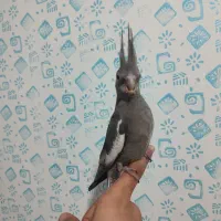 عروس هلندی نرم‌خور