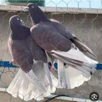 ماده سرخ