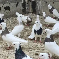 فروش طوقی سالم وسرحال|پرنده|بندر ماهشهر, |دیوار