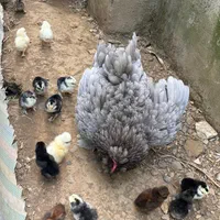 مولدکوشین  جوجه کوشین پولند صومعه سرافومن|حیوانات مزرعه|صومعه‌سرا, |دیوار