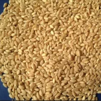 گندم آبی پیشگام درجه یک