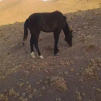 کره اسب مادیان فروشی مادر یقره