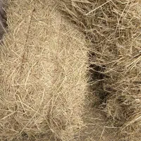 کلش برنج هاشمی درجه یک
