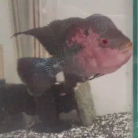 فلاور ماده بزرگ کار داده