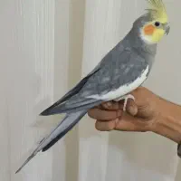 عروس هلندی مولد